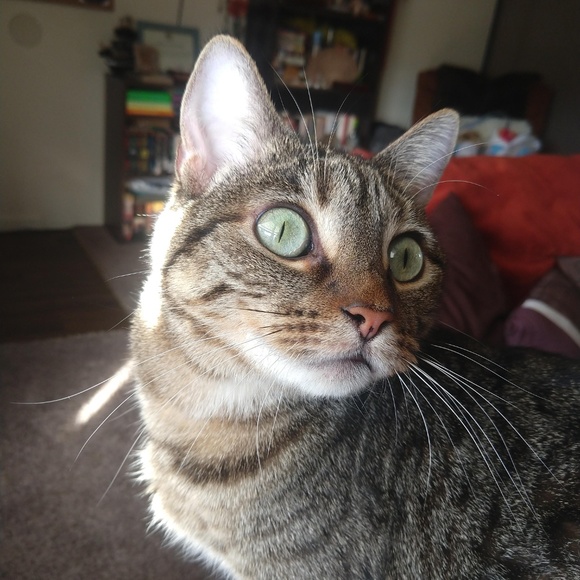 Meet your Posher, Nikki - Picture 3 of 13